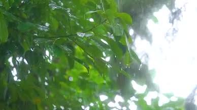 4k实拍高清雨天大雨倾盆大雨滴叶视频的预览图